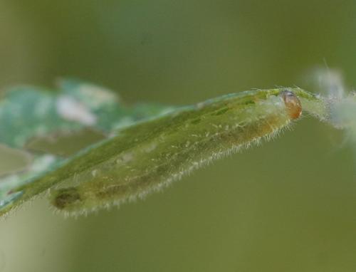 Cladius pectinicornis